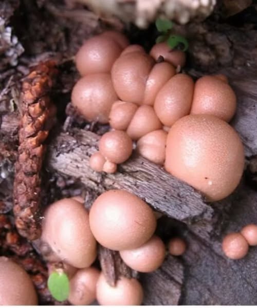I Was Terrified By What My Dog Unearthed in the Garden