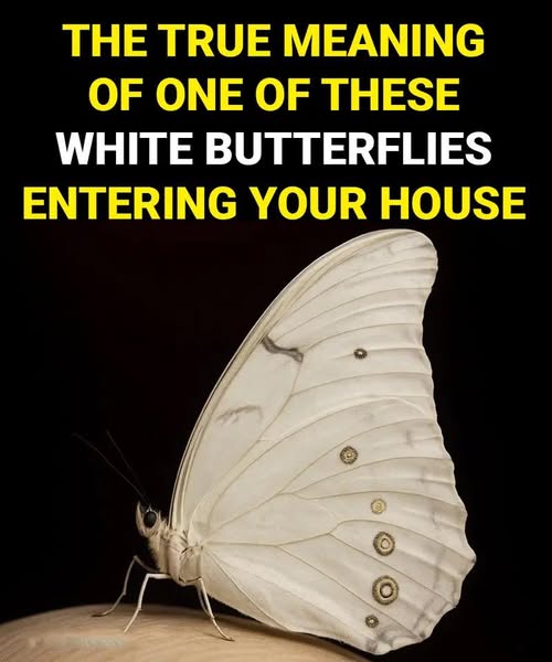 Understanding White Butterflies in Your Home: Silent Spiritual Messages