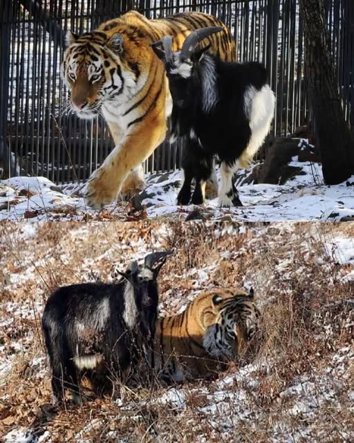 Amur and Timur: An Unexpected Journey From Predator to Companion