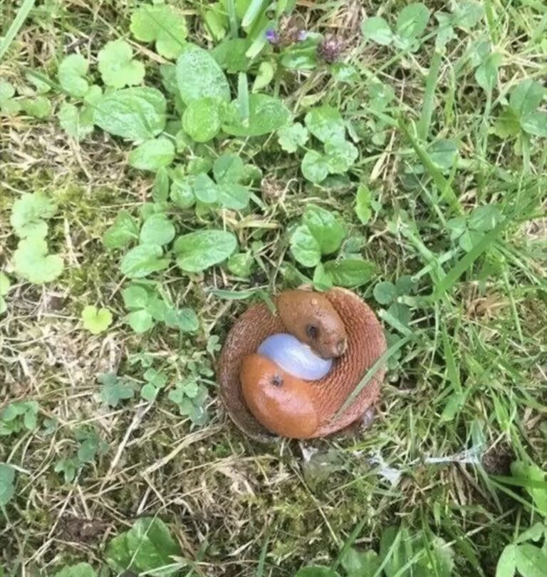 Online Curiosity: Exploring the Secre