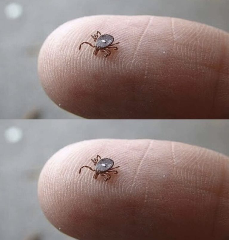 If You Notice This Insect in Your Home,