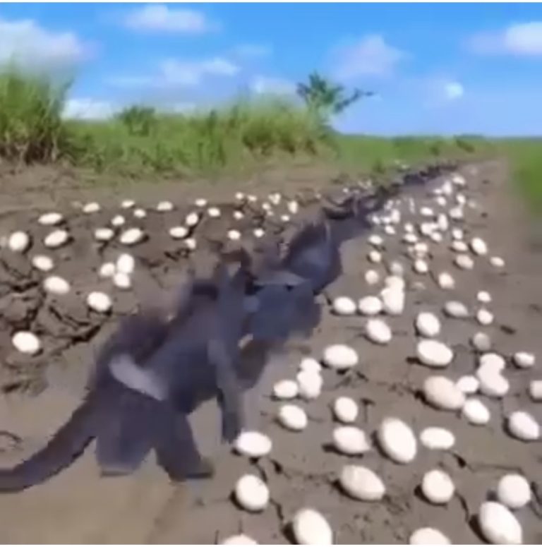 Farmer Finds Hundreds Of Strange Eg