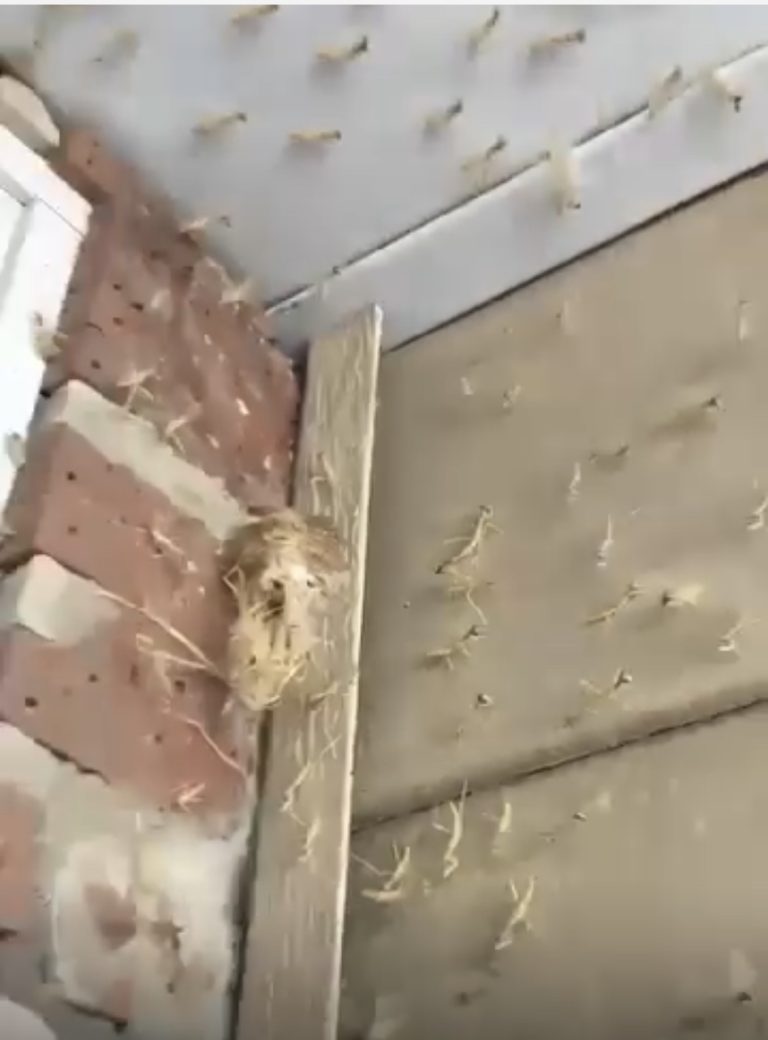 Had a Praying Mantis nest hatch by my fro