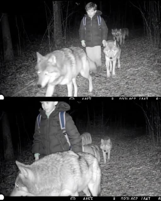 Locals still hear the howls every night… and now they know why