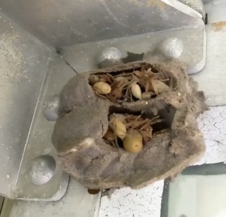 I went into the garage just to grab an old toolbox. Usually, it’s my husband who goes in there — he keeps it organized and knows where everything is. But me… I almost never go in. Still, that morning, for some reason, I felt like going inside. The light in the garage was dim, the lamp was flickering — it should’ve been replaced long ago. I walked along the wall and suddenly stopped. In the far corner, where the old cabinet with paint and random junk always stood, I noticed… something. At first, I couldn’t tell what it was. It looked like it was covered in a thick layer of dust, but something inside that “thing” moved. I came closer. And in that moment, I felt a chill, like the temperature had suddenly dropped. I was absolutely terrified when I realized what it was 😱😱 More in the first comment 👇