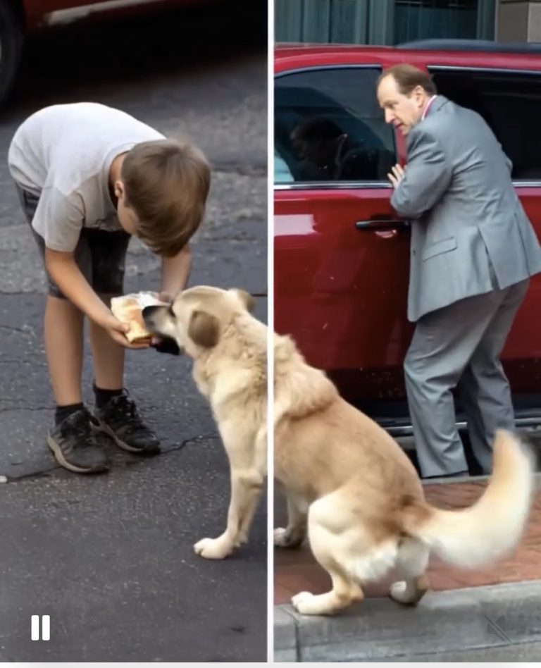 A Boy Shared His Sandwich with a Stray Dog