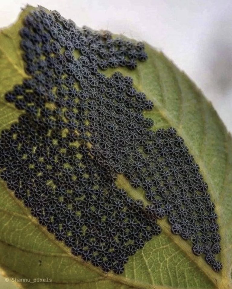 Avoid Touching These Common Garden