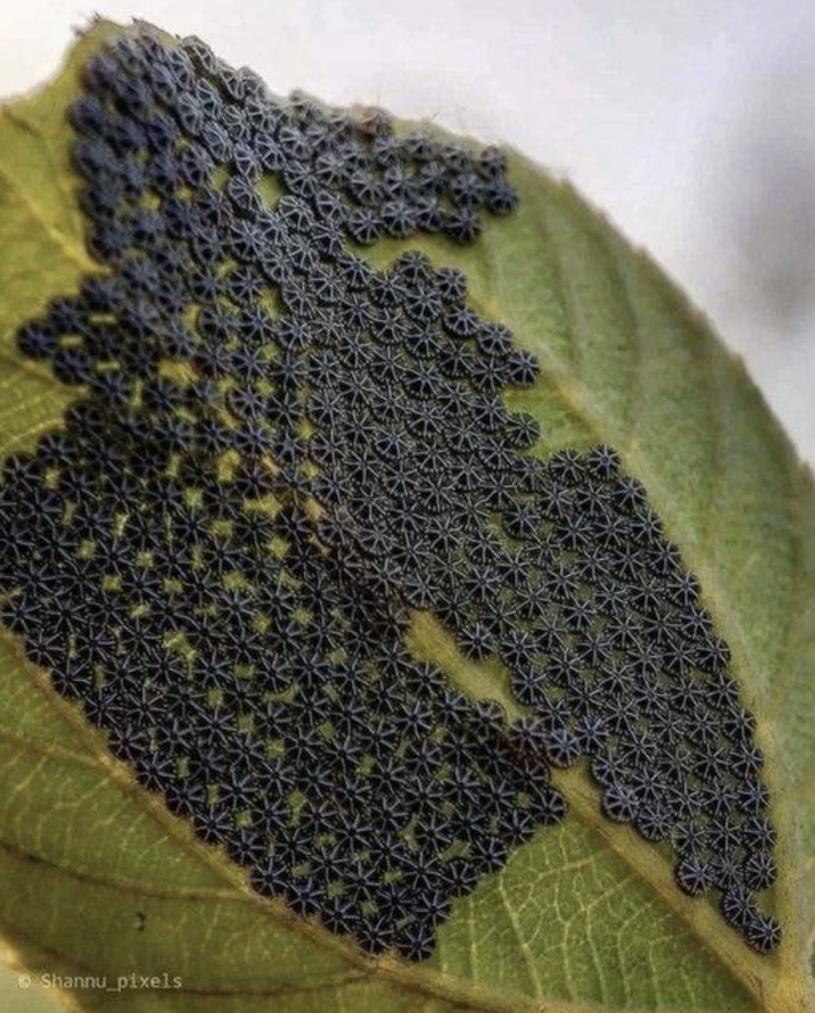 Avoid Touching These Common Garden