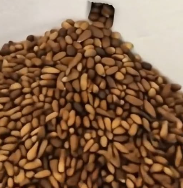 Homeowner Uncovers Startling Mystery Concealed Within His Wall