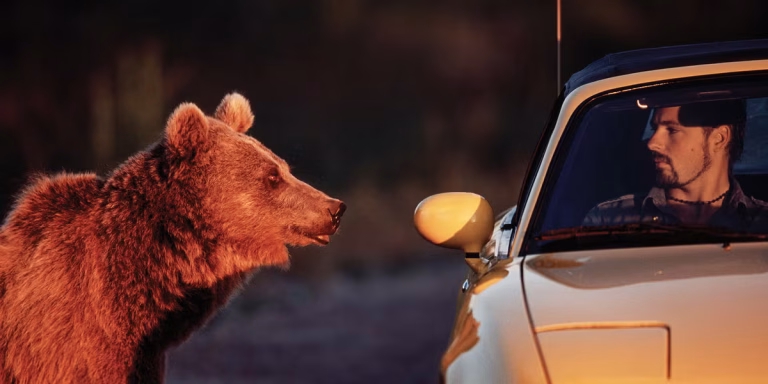 On the road, I noticed a bear tangled in a net, unable to free itself: