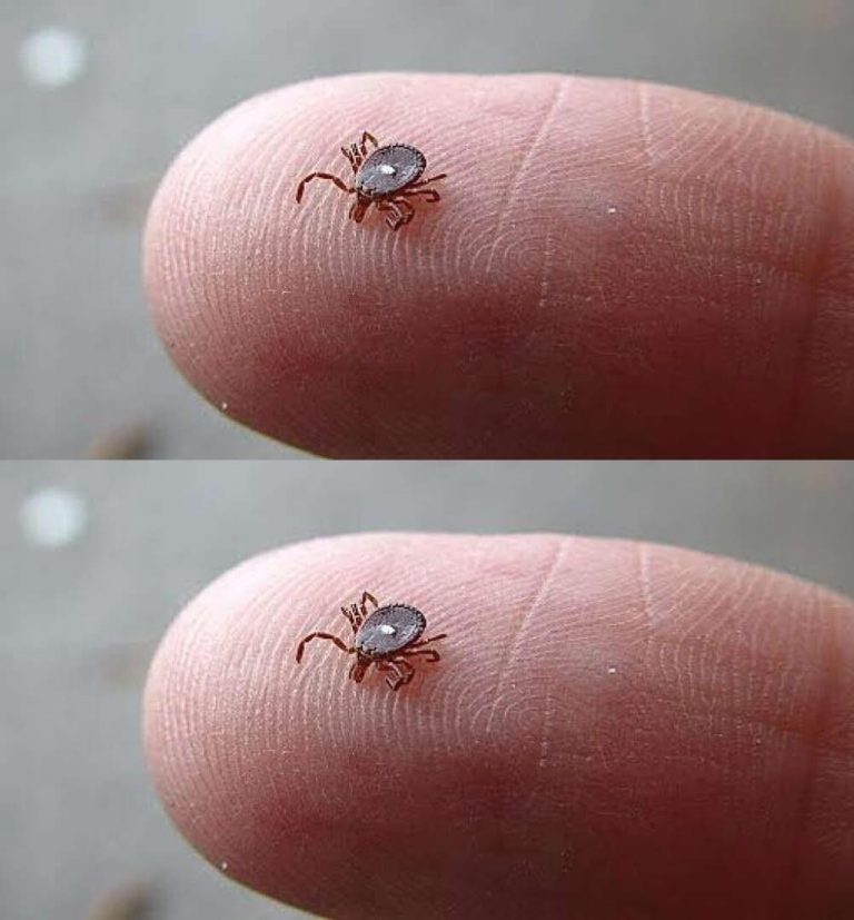 “Steps to Take When You Spot a Lone Star Tick”