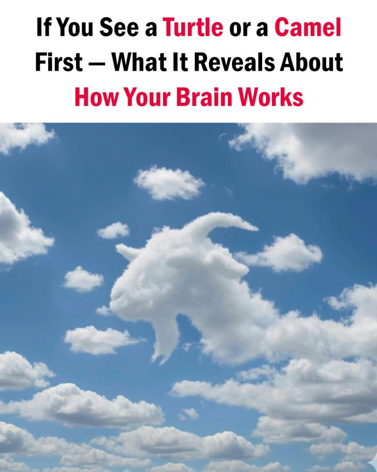 First Thing You Notice: Turtle or Camel — Discover What It Reveals About Your Mind