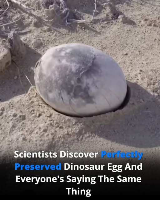 Scientists Discover a Perfectly Preserved Dinosaur EggScientists Discover a Perfectly Preserved Dinosaur Egg