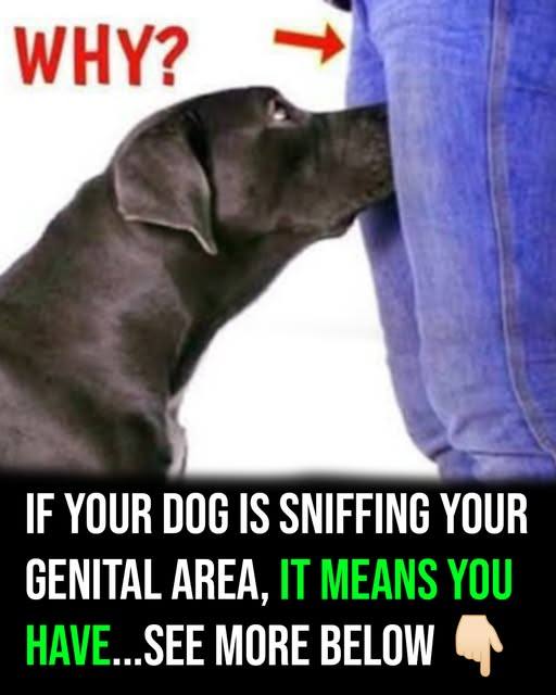 If your dog is sniffing your genital area, here is what it means