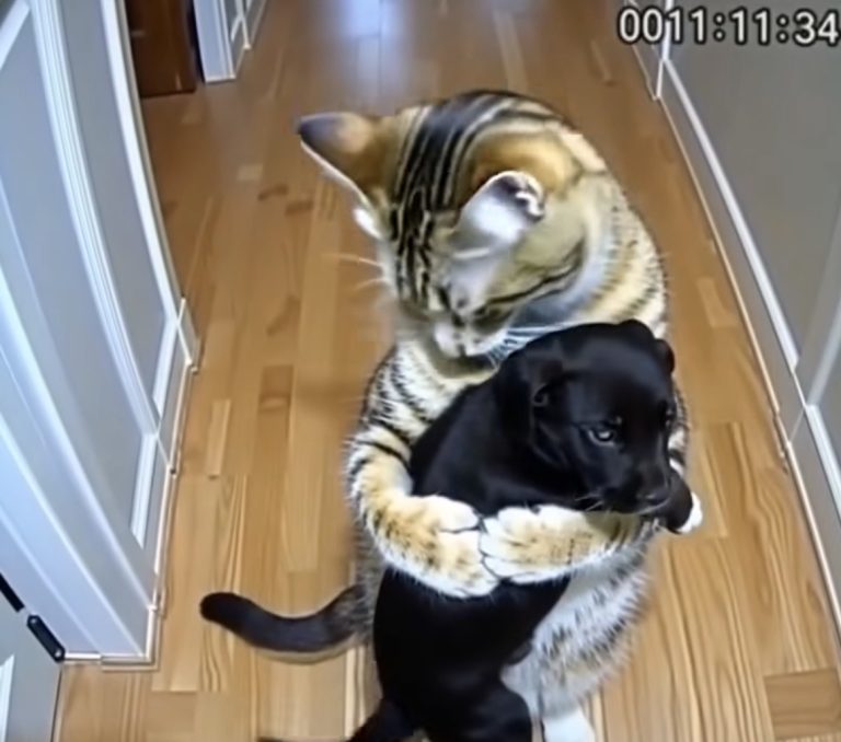 Cat Brings Home Puppies — Then a Policem