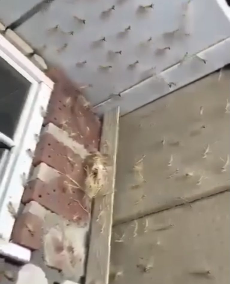 The Quiet Miracle of the Praying Mantises