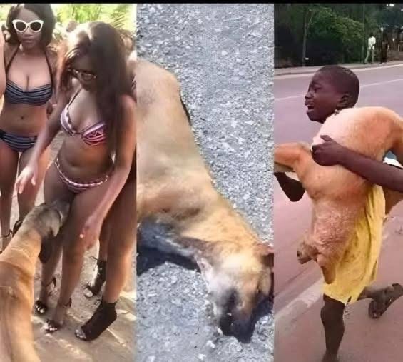 If your dog is sniffing your genital area,