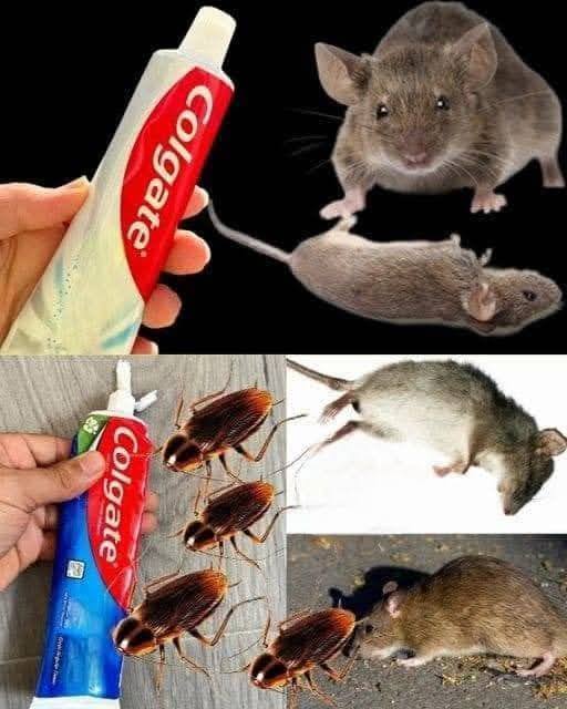 Natural Pest Repellent Paste Recipe