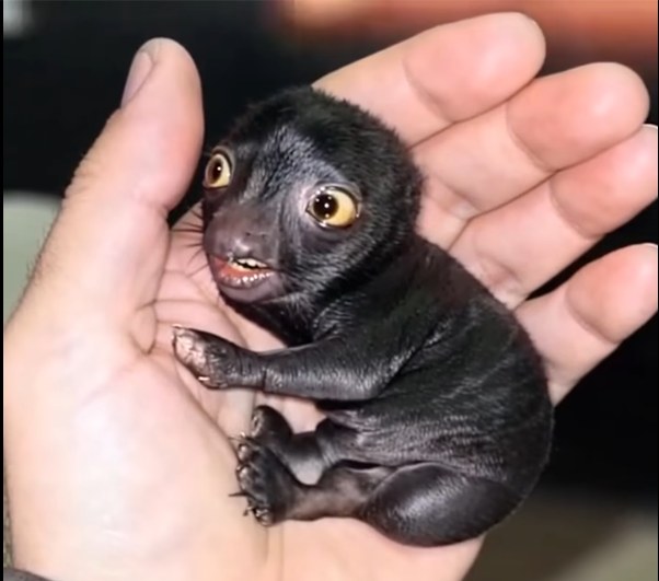 He Took Home an Unknown Animal from the Woods โ What It Grew Into Was Unexpected