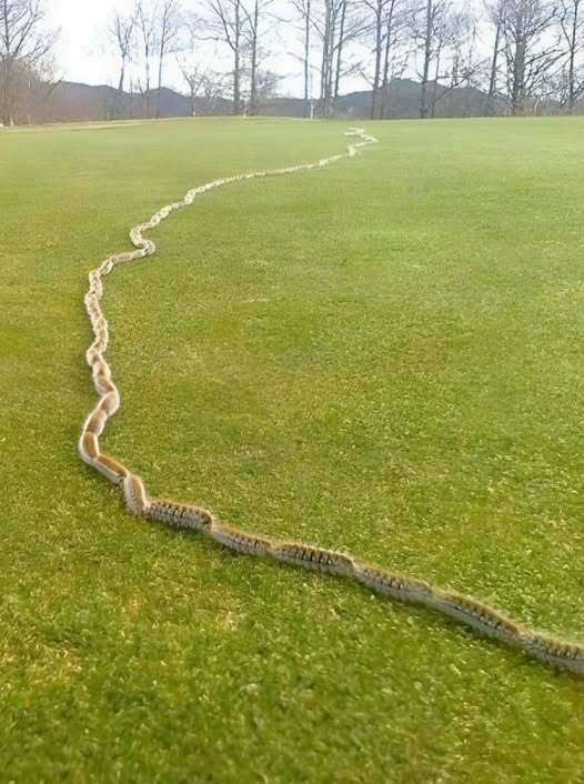 I saw something strange in the grass and…