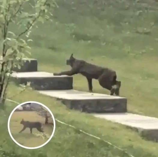 Rare Creature Caught on Camera for the First Time