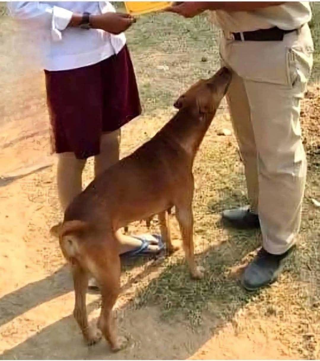 If your dog is sniffing your genital area, it means you have