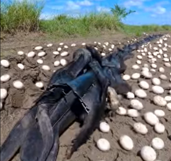 A Farmer’s Discovery Amid the Cornfield’s Quiet Changes Everything