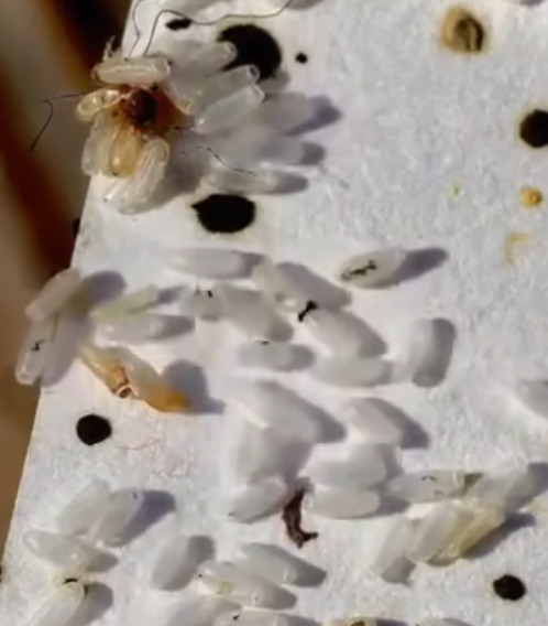 At first, I thought it was just rice, but the truth turned out to be far more disturbing