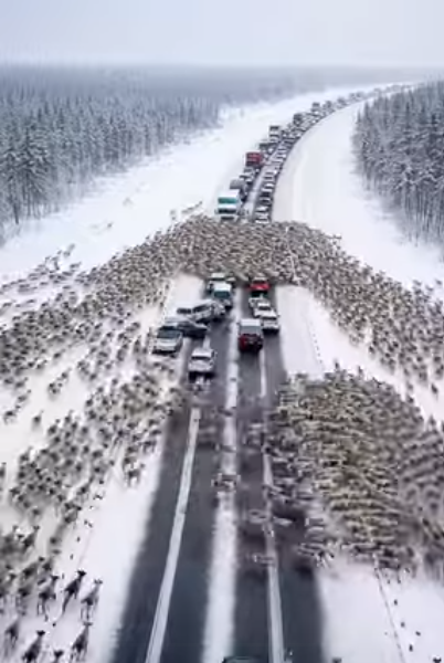 Thousands of Deer Caused a Holiday Traffic Jam — Drivers Were Shocked by Their Mysterious Pursuit