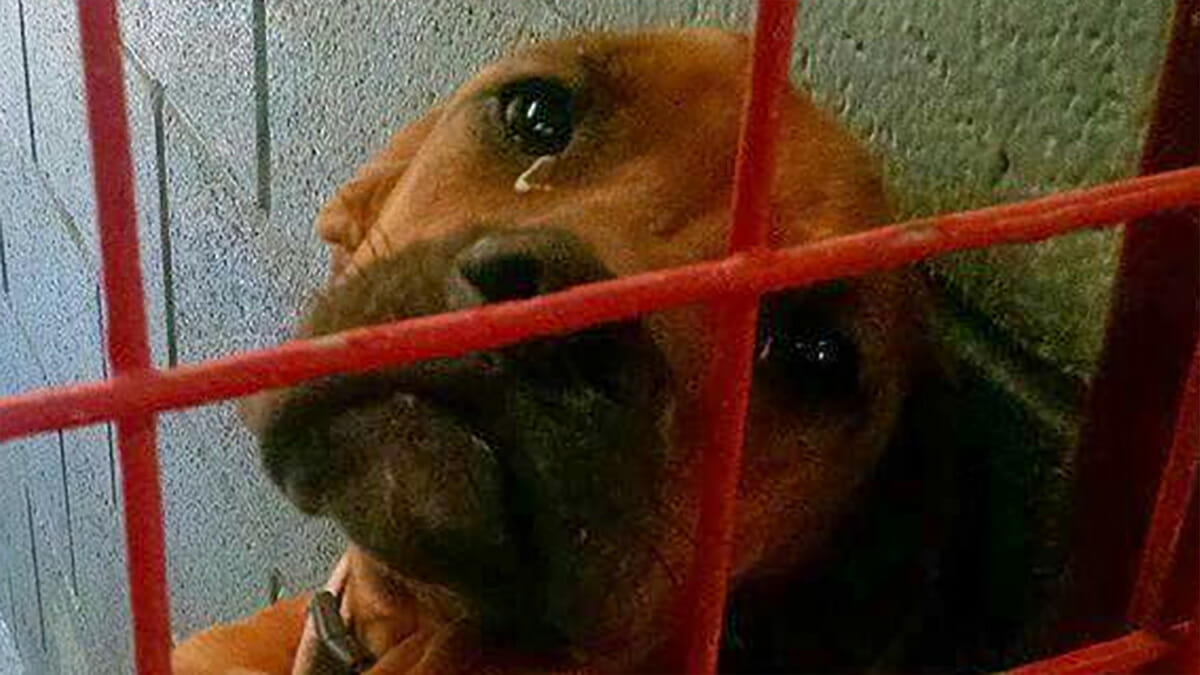 Shelter shares heartbreaking photo of dog that “cries” nightly while waiting for adoption