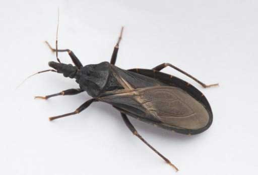 What to Do If You’re Bitten by an Assassin Bug