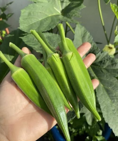 Doctors Explain Why Adding Okra to Your Diet Can Boost Health — and When to Be Careful