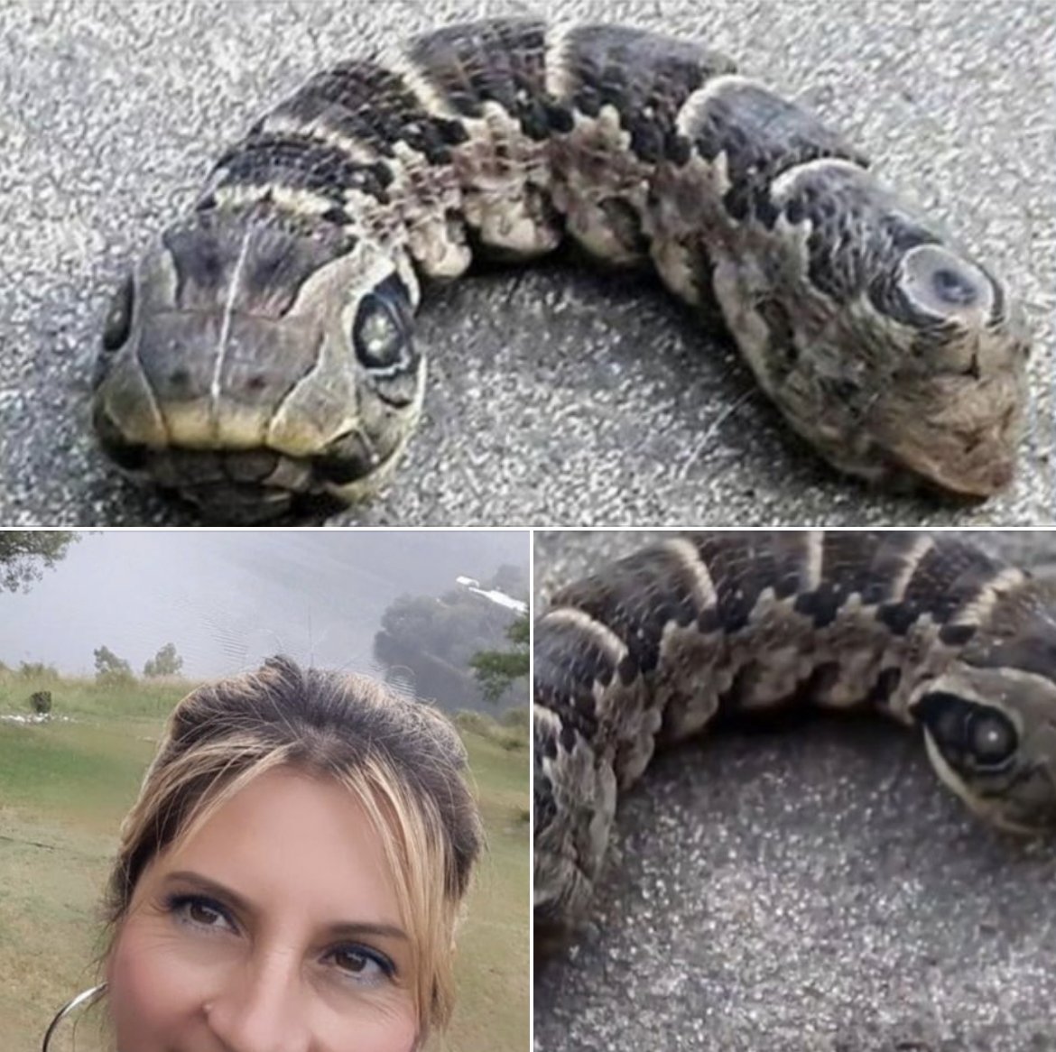 Woman discovers strange snake-like creature in her back garden
