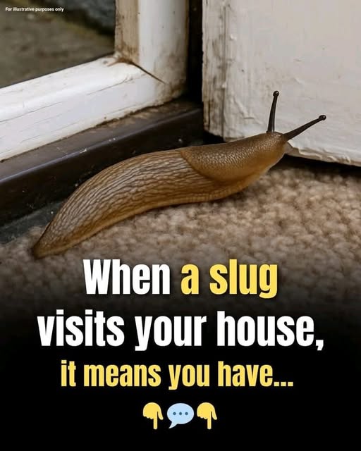Slugs: The Surprisingly Important Creatures Beneath Our Feet