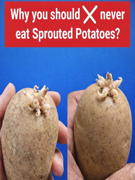 What to Do If Your Potatoes Start Sprouting