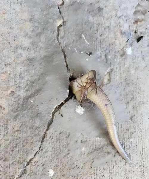 In the morning i stepped onto my balcony and noticed something moving inside the wall