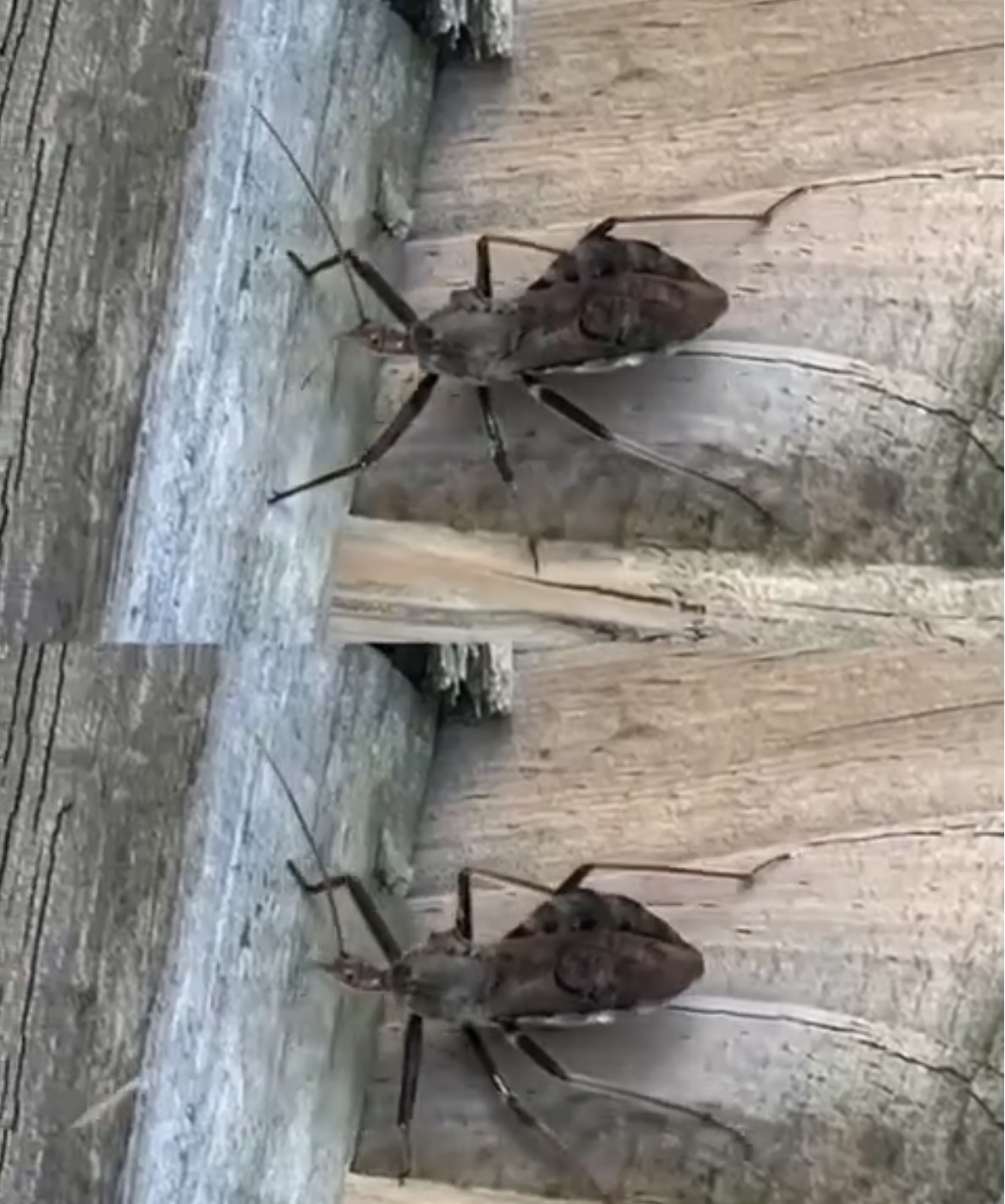 Kissing Bugs can k…