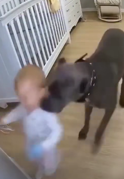 Hero Dog Saves Little Boy from Electric Shock!