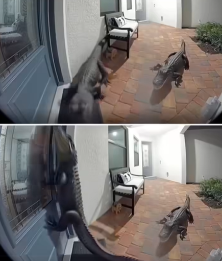 Florida Family Shocked as Two Alligators Approach Their Door — One Even Stands Upright Like a Human