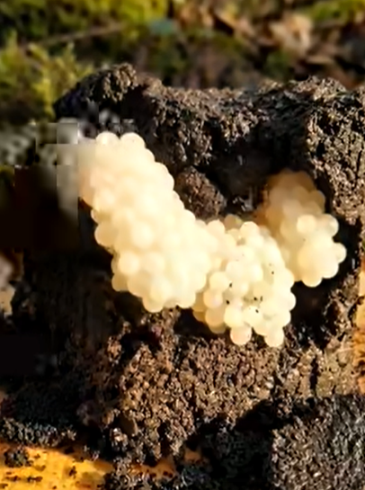 What I Found in My Garden Completely Changed the Day