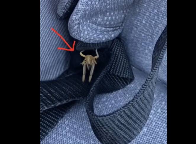 “What Are These Creepy Things Covering M