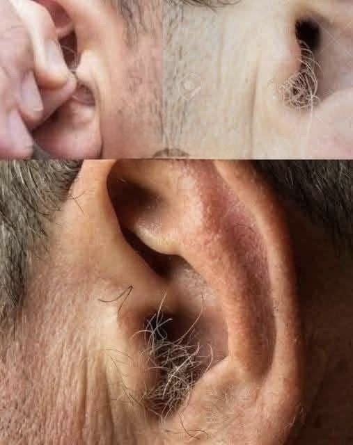 DID YOU KNOW that if hair grows on your ears, its because your body is