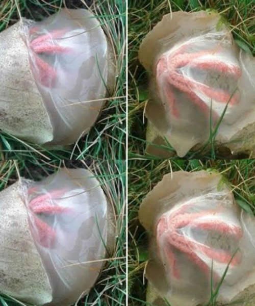 What Is It, and Why Is It Called “Nature’s Most Terrifying Creatures”?