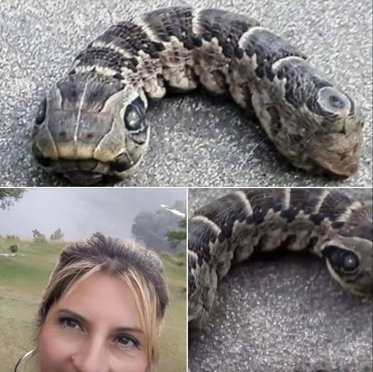 Local Woman Spots Unusual Snake-Like Creature in Backyard