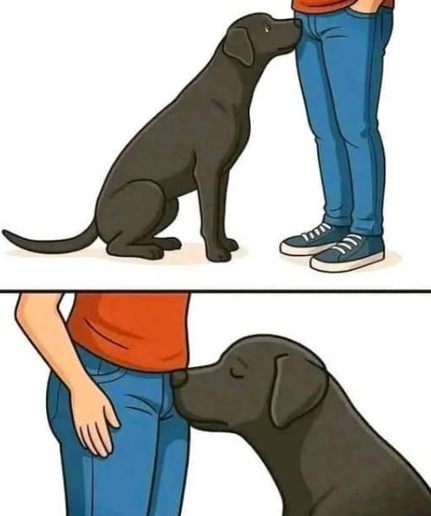 Why Dogs Sniff Our Most Private Areas