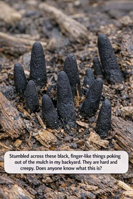Stumbled across these black, finger-like things poking out of the mulch in my backyard. They are hard and creepy. Does anyone know what this is?.