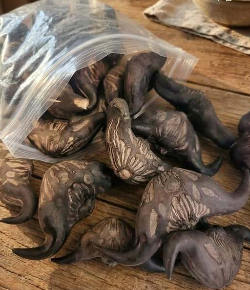 5 Warning Signs a Wild Forest Root May Not Be Safe to Eat