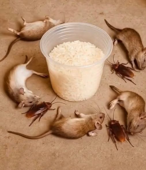 How to get rid of rats and cockroaches with rice: An effective and natural home remedy