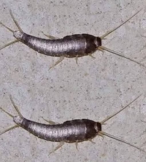 What It Means When You Spot This Insect in Your Home