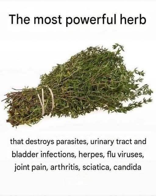THE MOST POTENT HERB THAT